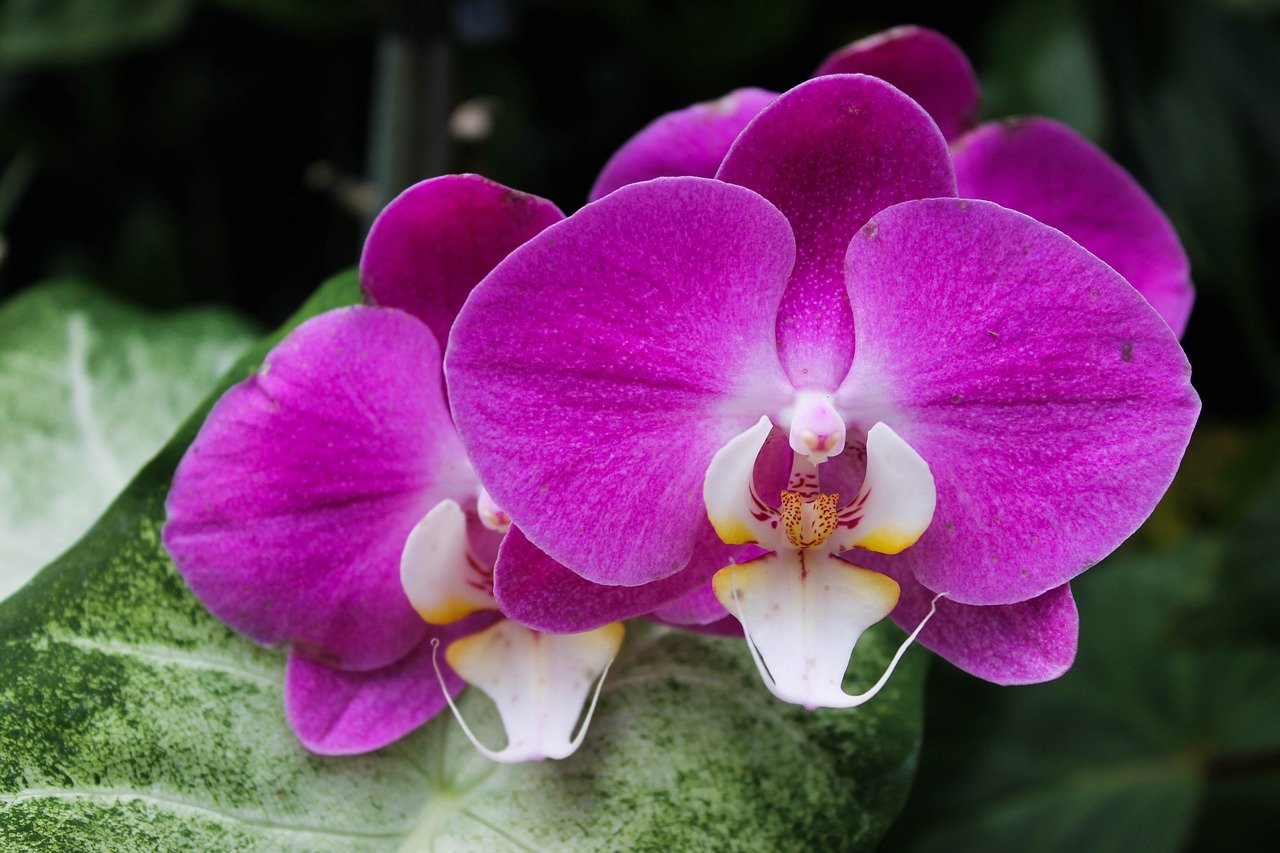 Presenteie Com Belas Orquídeas