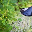 Sustentabilidade | dicas para regar as plantas corretamente