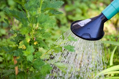 Sustentabilidade | dicas para regar as plantas corretamente