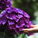 Dicas de Como Cuidar de Flores