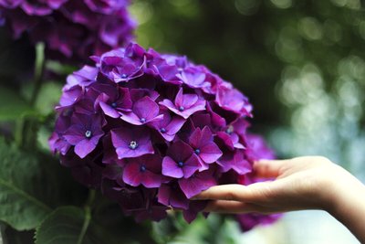 Dicas de Como Cuidar de Flores