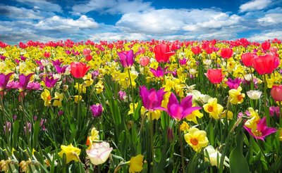 Flores da Primavera — Quais são e Como Cultivá-las