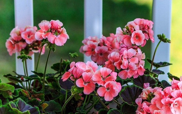 Como Cuidar das Flores no Tempo Seco