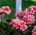 Como Cuidar das Flores no Tempo Seco