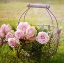 Saiba Como Cuidar de Rosas