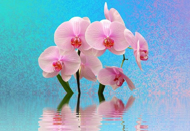 Arranjo de Orquídeas: Saiba Como Preparar