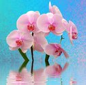 Arranjo de Orquídeas: Saiba Como Preparar