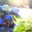 Encante-se Pela Beleza das Flores Azuis