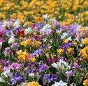 Veja as Flores que Estão na Moda – Dicas da Paty Scaringella