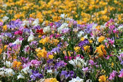 Veja as Flores que Estão na Moda – Dicas da Paty Scaringella