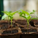 Aprenda a fazer adubos caseiros para flores e plantas