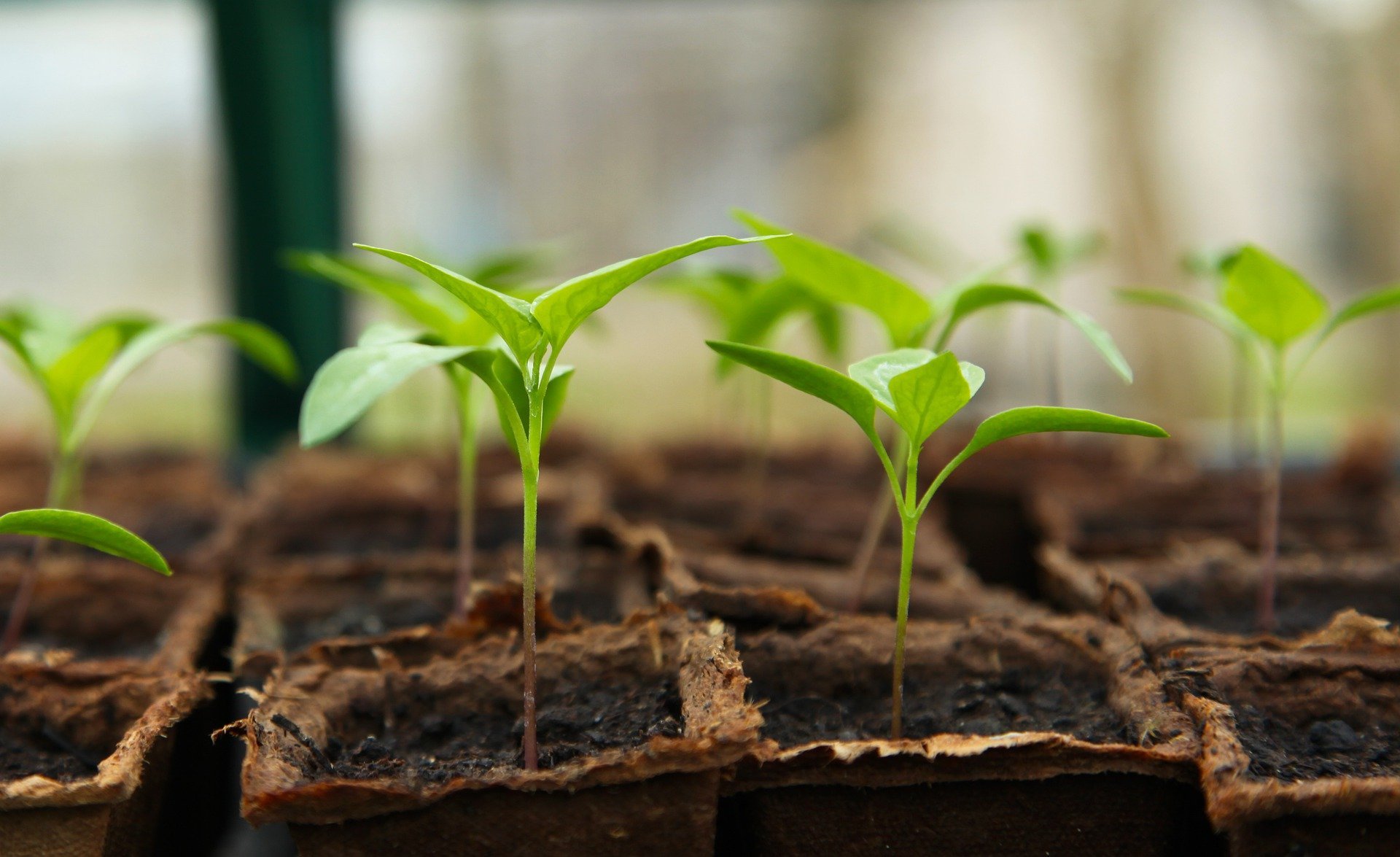 Aprenda a fazer adubos caseiros para flores e plantas
