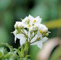 Conheça as Flores que Viram Perfume