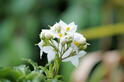 Conheça as Flores que Viram Perfume