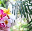 Decore Sua Casa Com Flores Do Campo