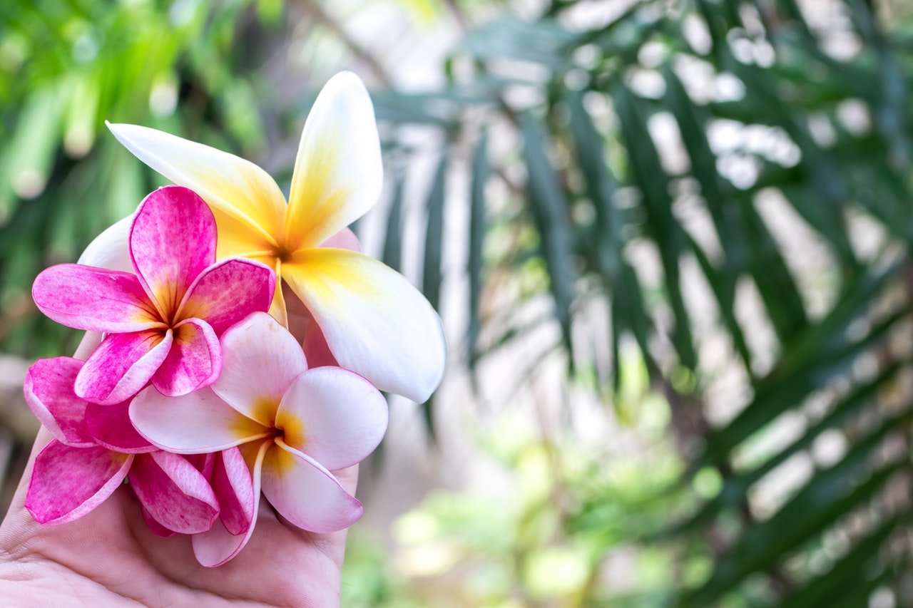 Decore Sua Casa Com Flores Do Campo