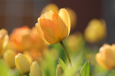 O Outono Chegou — Inspire-se na Estação Para Decorar Sua Casa!