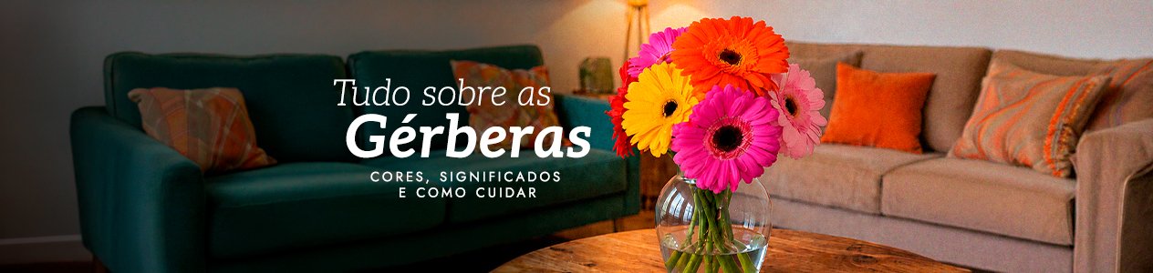 Gérbera: cores, significados e como cuidar