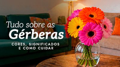 Gérbera: cores, significados e como cuidar