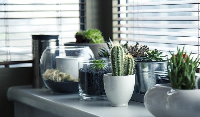 Terrário Para Cactos e Suculentas — Veja Como Ter o Seu