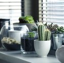 Terrário Para Cactos e Suculentas — Veja Como Ter o Seu