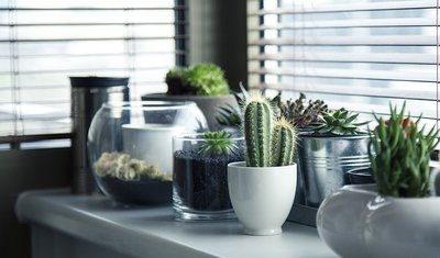 Terrário Para Cactos e Suculentas — Veja Como Ter o Seu