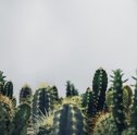 Quais Plantas que Absorvem Energia Negativa e Como Usá-las