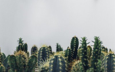 Quais Plantas que Absorvem Energia Negativa e Como Usá-las