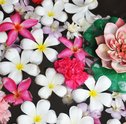 Flor do Signo de Câncer: Como Presentar os Cancerianos