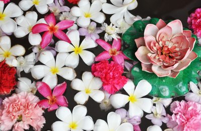 Flor do Signo de Câncer: Como Presentar os Cancerianos