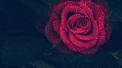 Flores Preservadas: como são Feitas as Rosas Encantadas