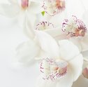 Como Cuidar de Orquídeas — 10 Dicas e Curiosidades
