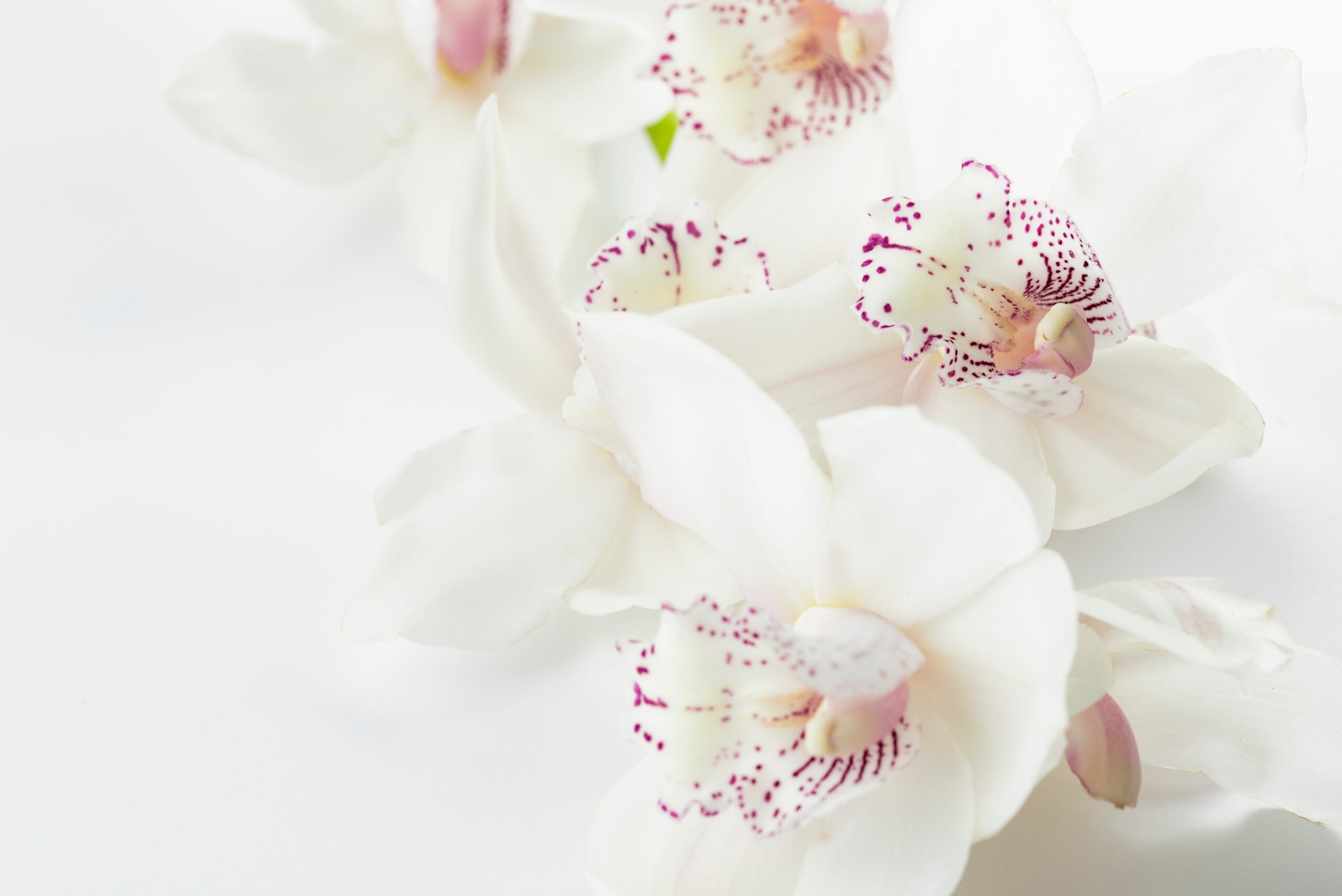 Como Cuidar de Orquídeas — 10 Dicas e Curiosidades