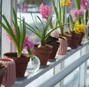 Como Plantar Flores que Estão em Vasos