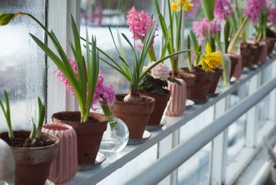 Como Plantar Flores que Estão em Vasos