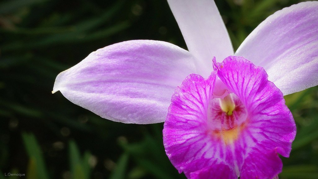 Entenda a Diferença Entre Orquídea Bambu e as Demais Orquídeas