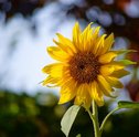 O que fazer quando a flor do girassol morre?