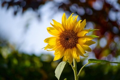 O que fazer quando a flor do girassol morre?