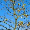 Aprenda Quais São as Principais Flores do Brasil
