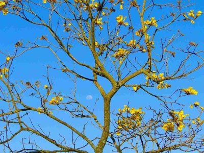 Aprenda Quais São as Principais Flores do Brasil