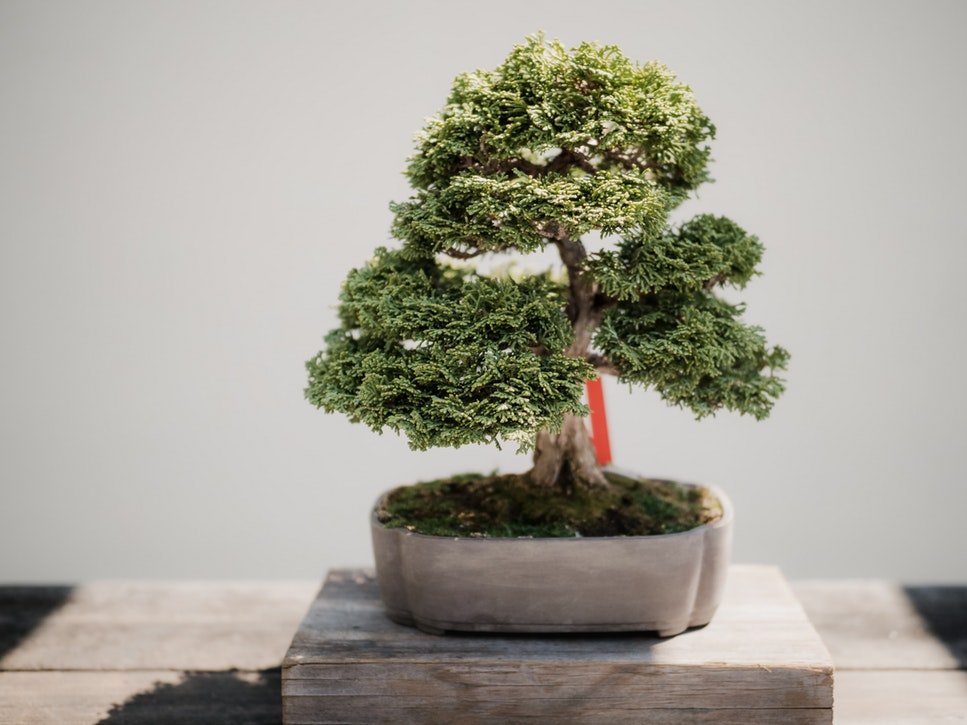 Decoração — Como Cuidar de Bonsai Para Deixar a Casa Linda