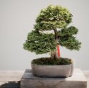 Decoração — Como Cuidar de Bonsai Para Deixar a Casa Linda