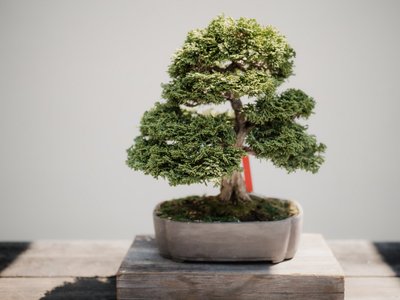 Decoração — Como Cuidar de Bonsai Para Deixar a Casa Linda