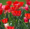 Decoração com Flores — Dicas Para uma Casa Tranquila e Linda
