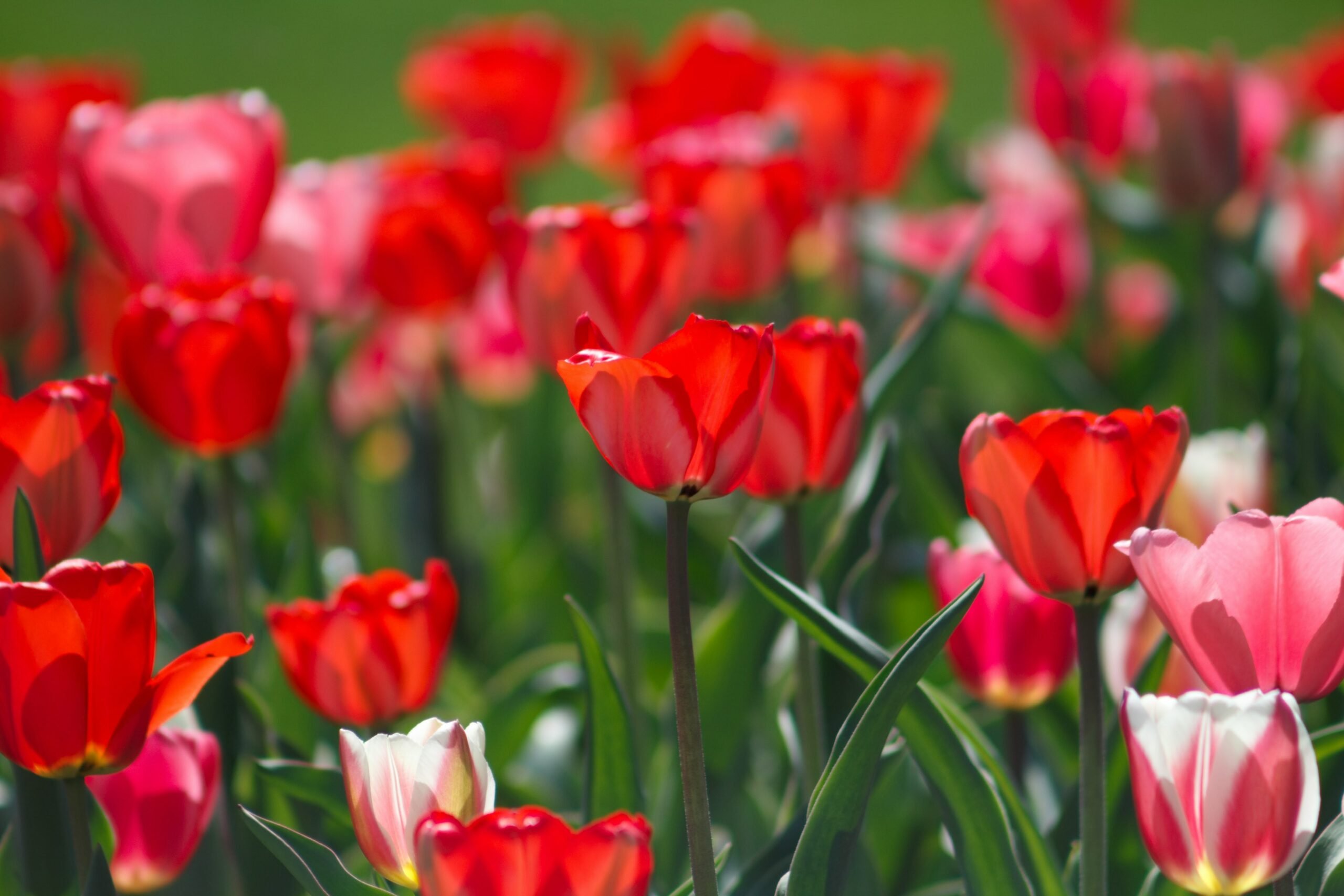 Decoração com Flores — Dicas Para uma Casa Tranquila e Linda
