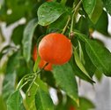 Chá de Flor de laranjeira | Conheça todos os seus poderes