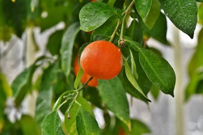 Chá de Flor de laranjeira | Conheça todos os seus poderes