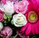 Descubra Qual é e Como Entregar a Flor do Signo de Libra