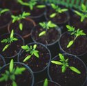 Entenda Como Fazer Adubo Caseiro e Aumente a Vida das Suas Flores