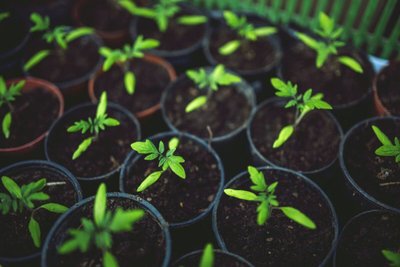 Entenda Como Fazer Adubo Caseiro e Aumente a Vida das Suas Flores